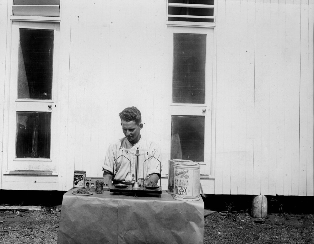Worker weighing Cactoblastis eggs, Chinchilla, circa 1930