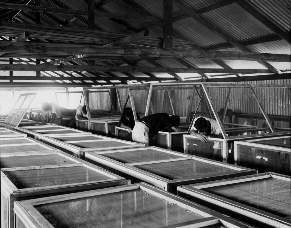 Tending Cactoblastis cages, Chinchilla, circa 1930