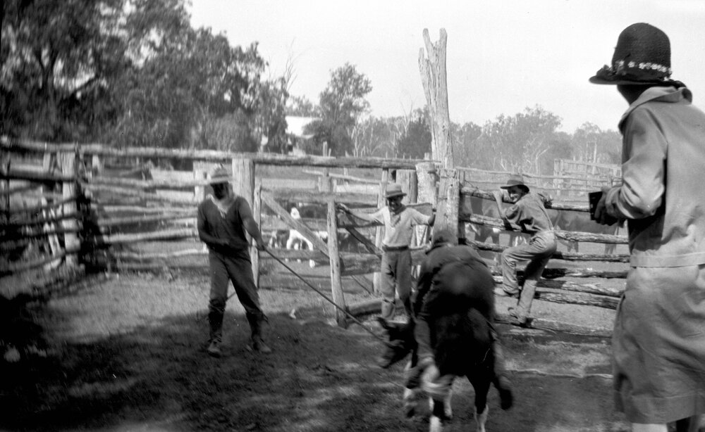 Mustering &amp; branding before the sale at Riverleigh, Chinchilla, 1932
