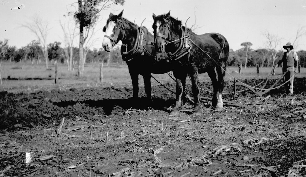 Jim Harling ploughing on Riverleigh, Chinchilla, circa 1910