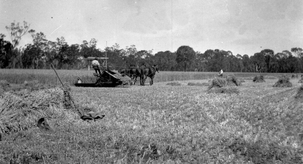 Haymaking at Riverleigh, Chinchilla, circa 1930