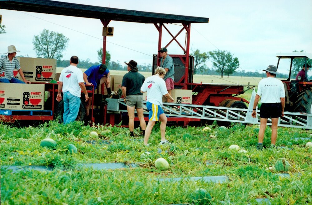 Watermelon picking at Chinchilla, 2001