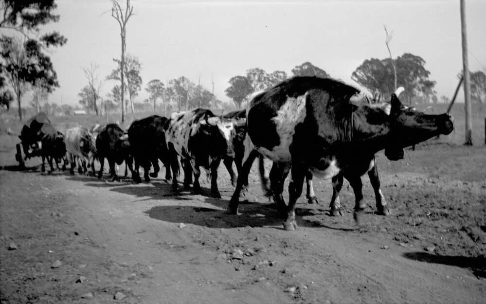 Hauling timber on Riverleigh, Chinchilla, circa 1908