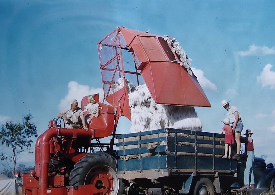 Harvesting cotton, Jandowae, circa 1950s