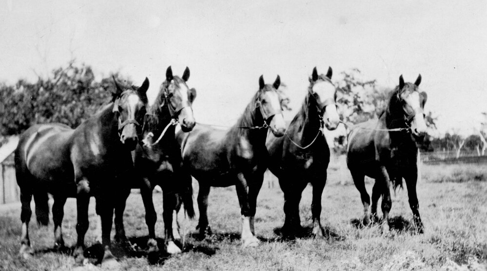 Clydesdales on Riverleigh, Chinchilla, circa 1930