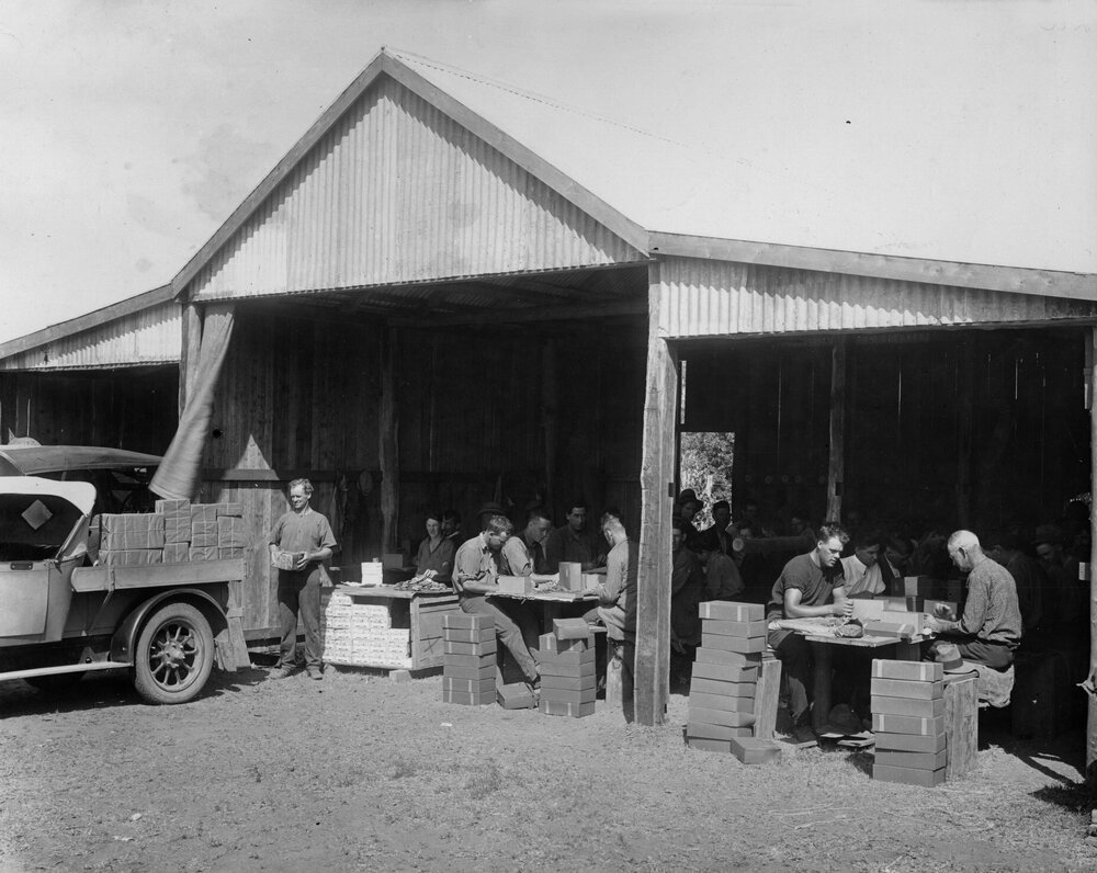 Workers at the Field Station, Chinchilla, circa 1930