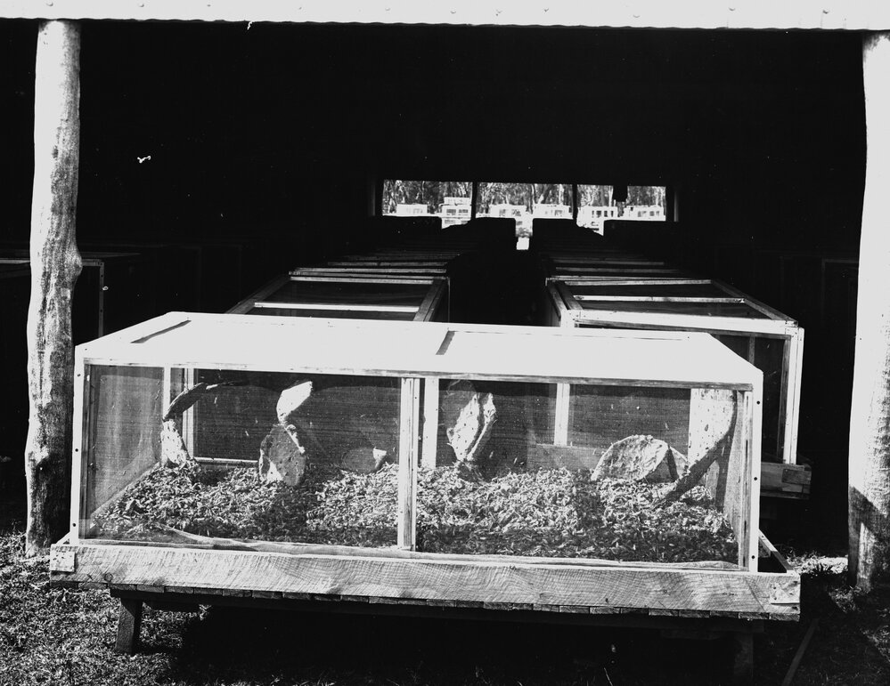 Cactoblastis cages at the Field Station, Chinchilla, circa 1930