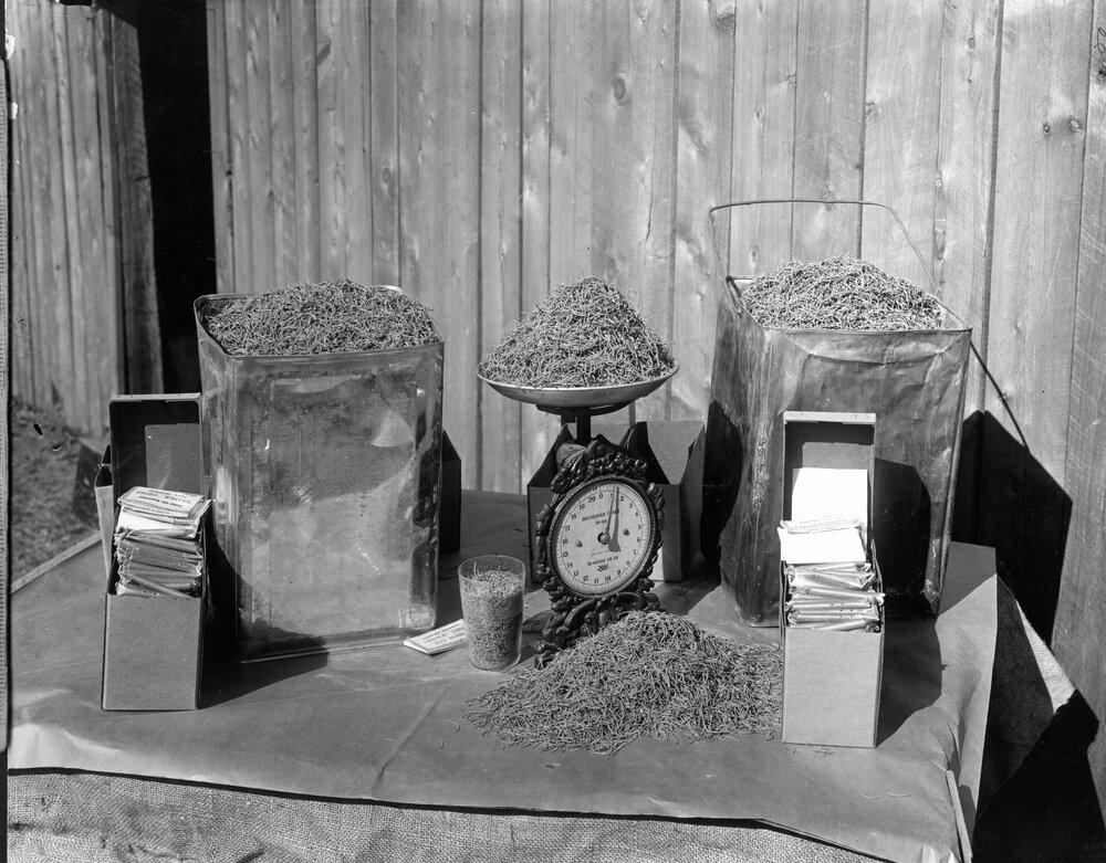 Cactoblastis eggs at the Field Station, Chinchilla, circa 1930