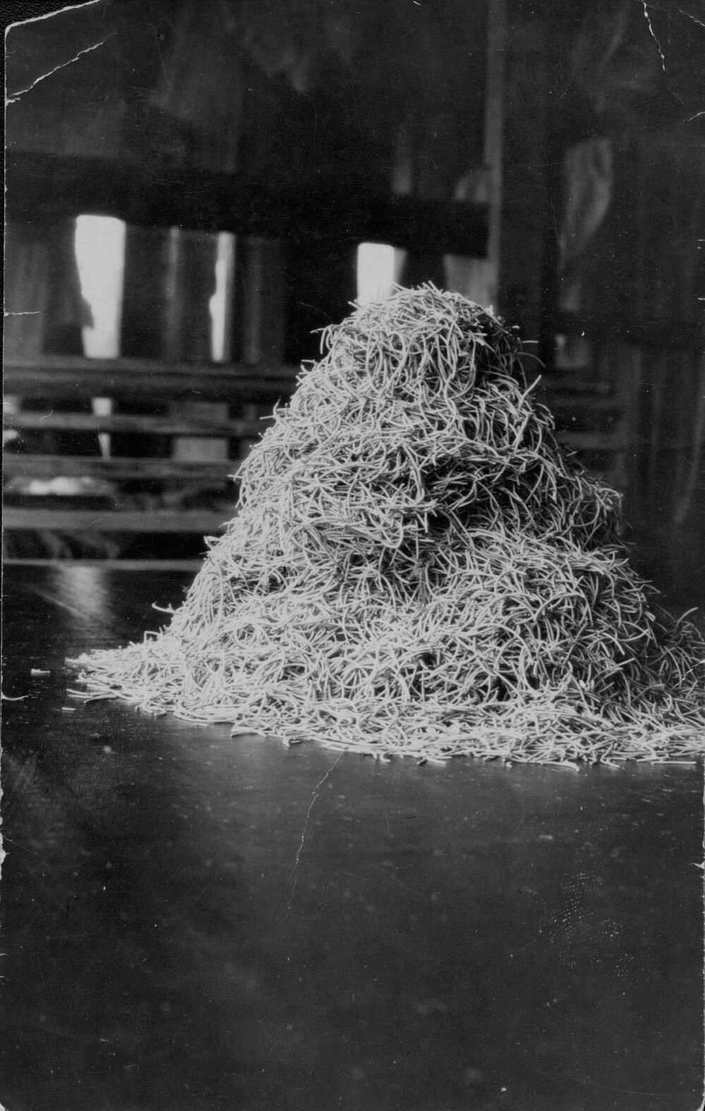 Cactoblastis cactorum eggs at the Field Station, Chinchilla, 1928