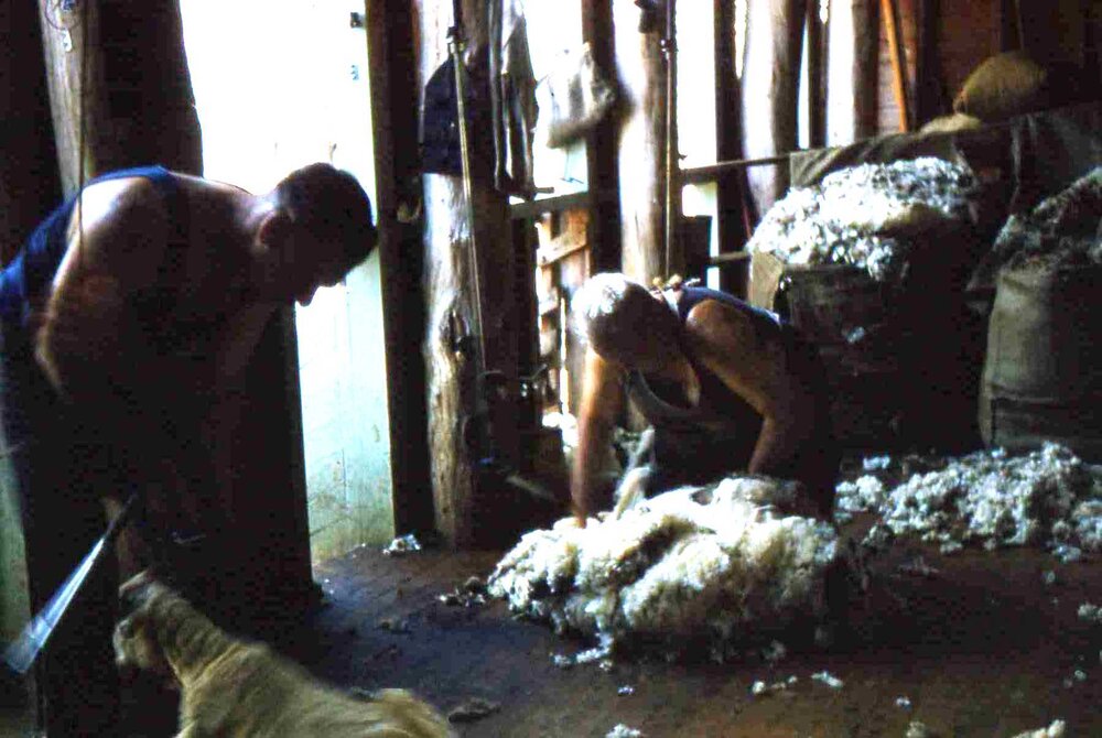 Sheep shearing on Warrowa, Moonie, circa 1960s