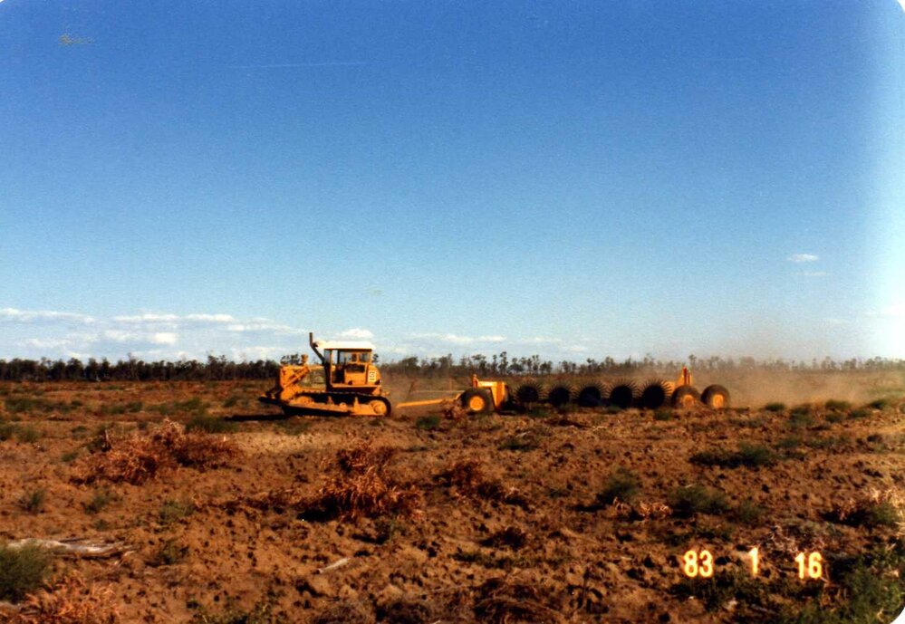 Stick raking, Moonie, 1983