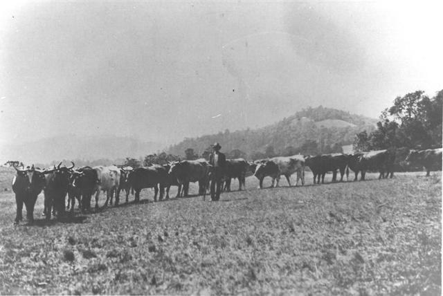 Unknown farmer with cattle, Dalby, circa 1920s