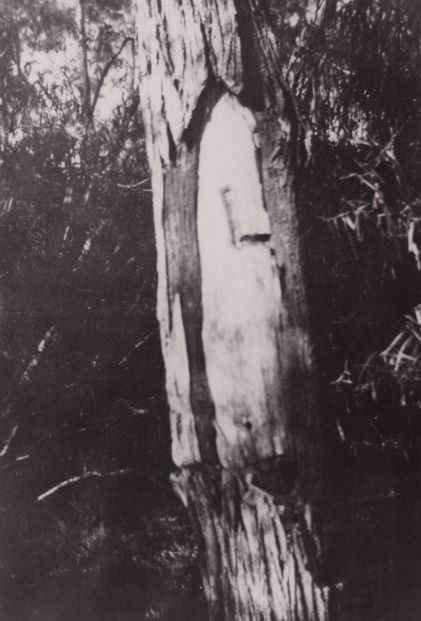 Leichhardt "L" tree, Gurulmundi, 1930