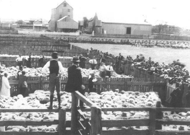 Dalby Saleyards, circa 1940s