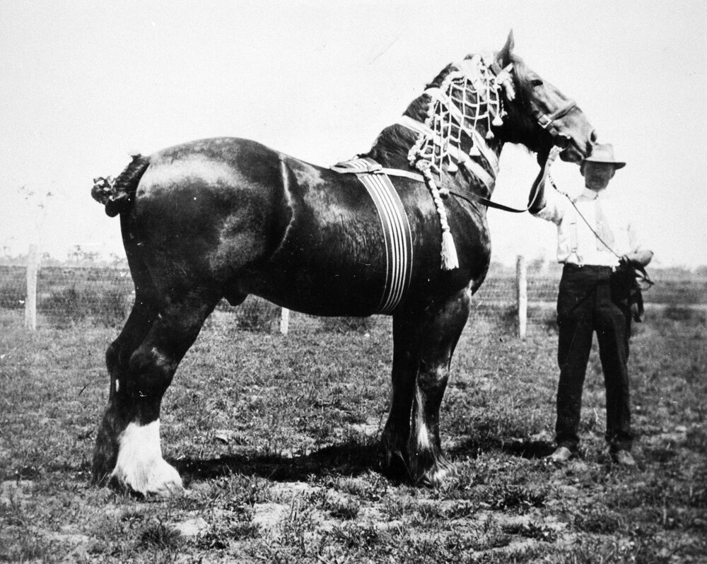 Man with a horse, no location, no date