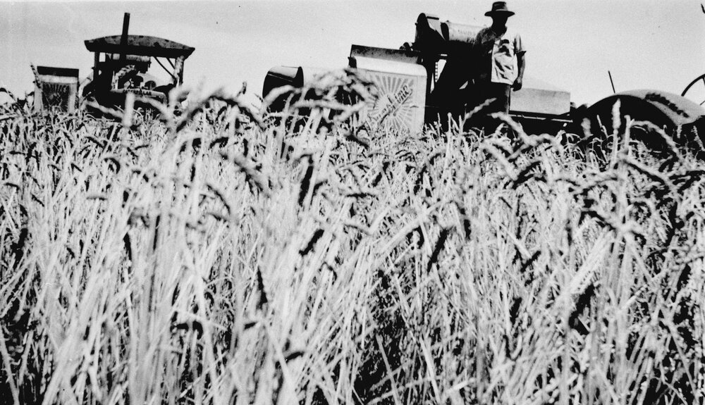 Harvesting wheat, Macalister, circa 1940s
