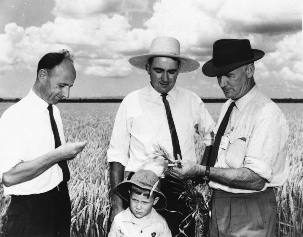 Inspecting grain, no location, no date
