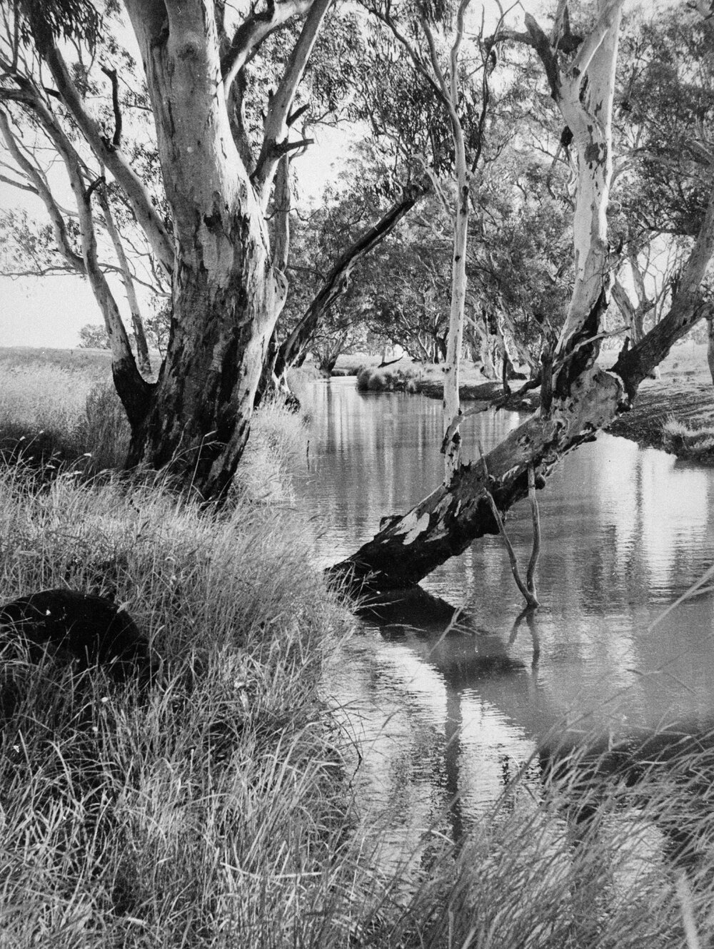 Creek in the Wambo district, no location, no date