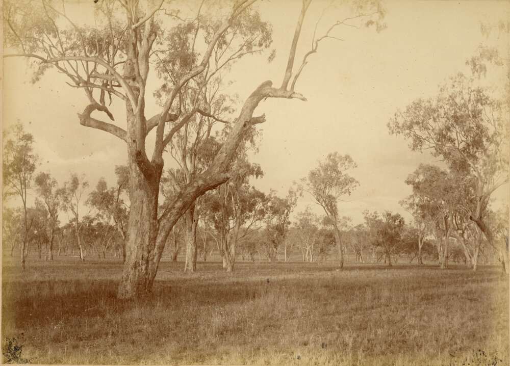 Jimbour Station, 1882