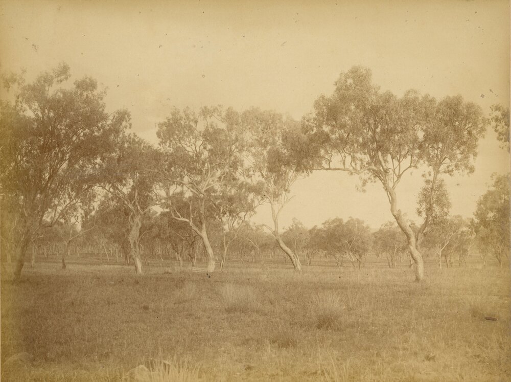 Jimbour Station, 1882