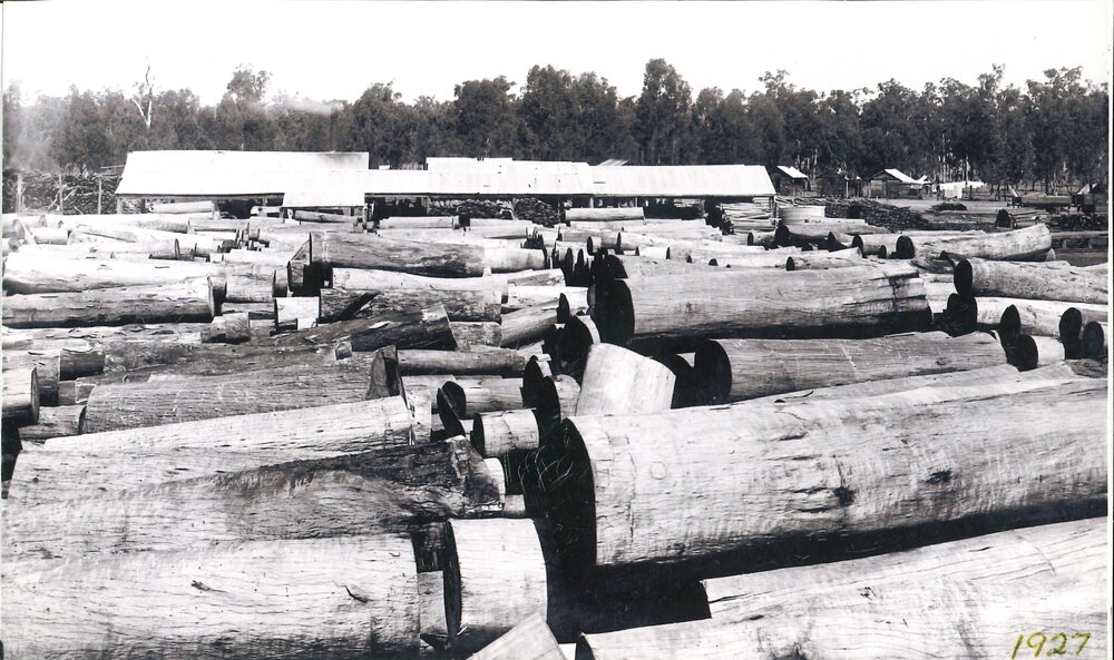 Logs at the Barakula Sawmill, 1927