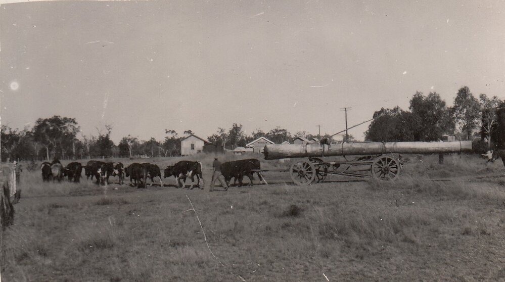 A bullock team hauling a spotted gum log to the railway yard at Guluguba, 1938