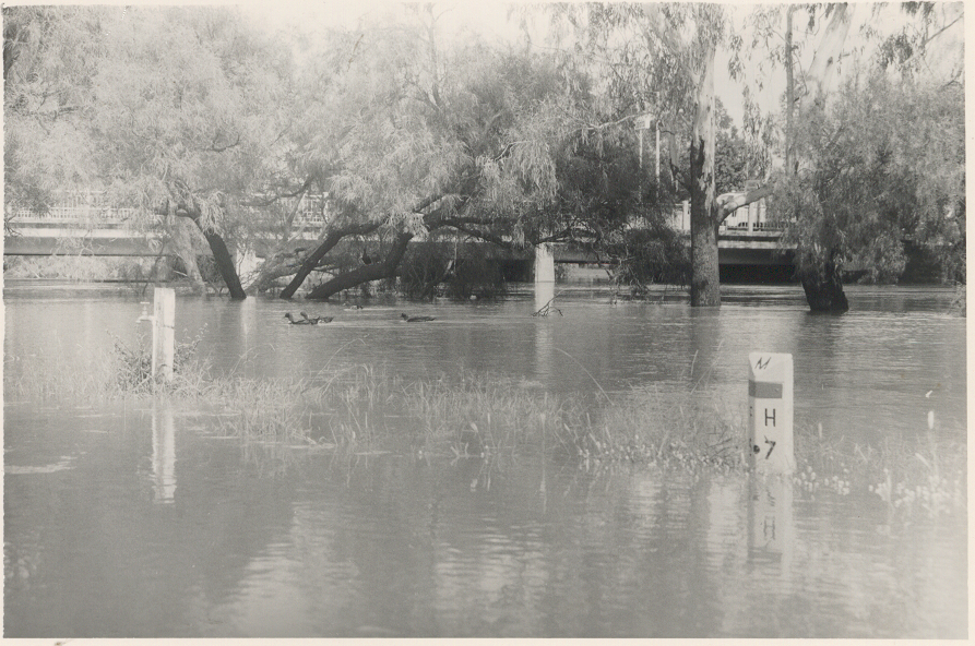 Flooding at Charles Drew Bridge, Dalby, 1983