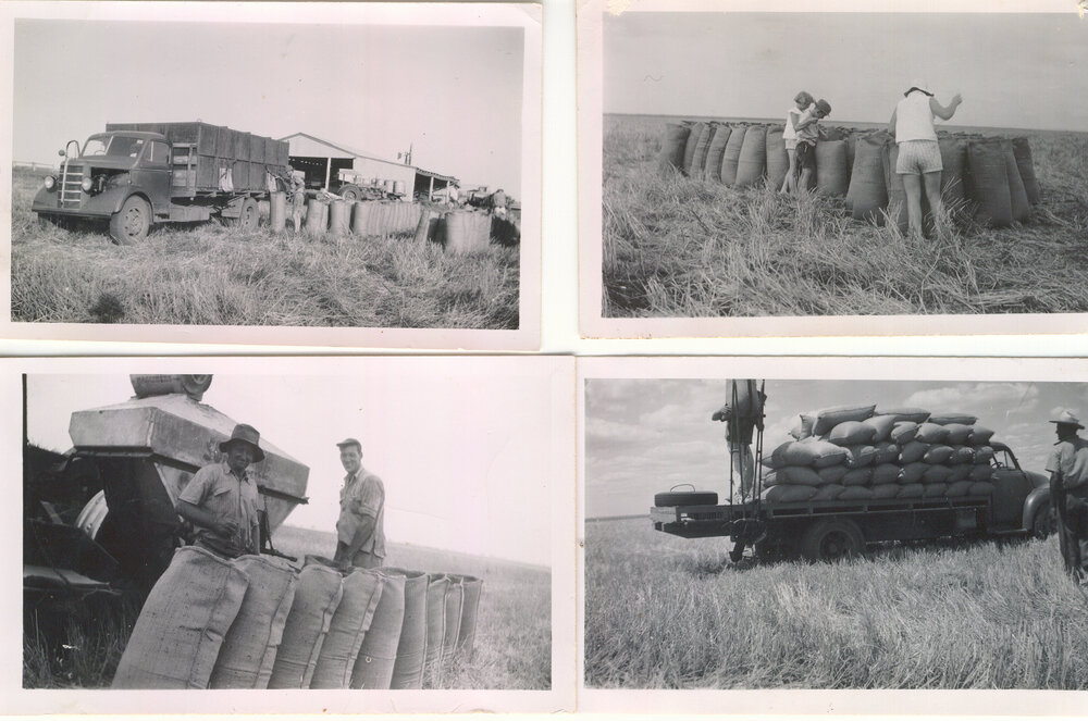 Grain harvest in the Dalby district, 1956