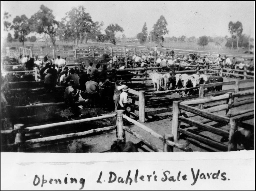 First sale at Dahler's saleyards, Chinchilla, circa 1930s
