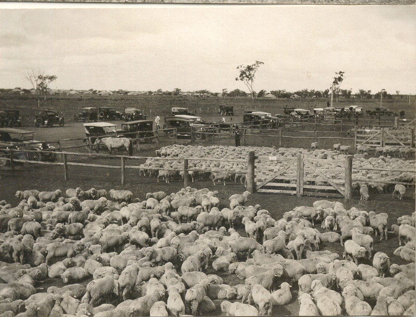 Sheep sale at Dalby, 1920