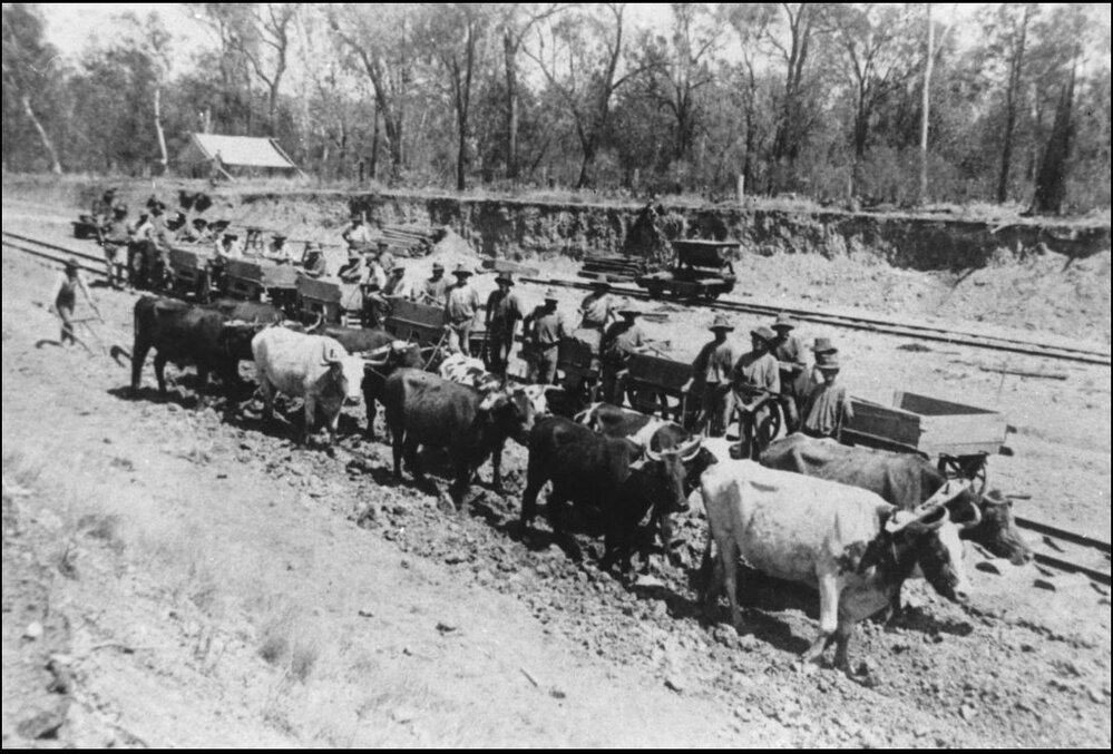 Bullock team at Drillham, 1920
