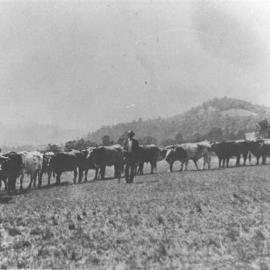 Unknown farmer with cattle, Dalby, circa 1920s