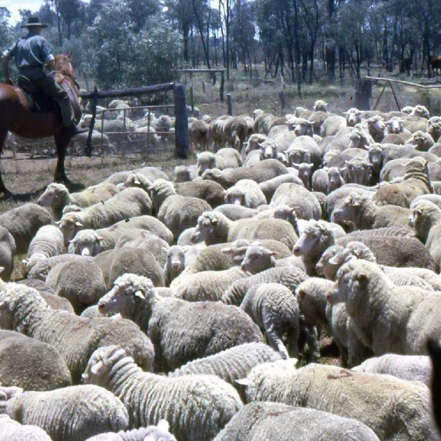 Warrowa