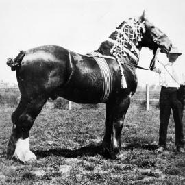 Man with a horse, no location, no date