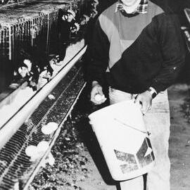 Man collecting eggs, no location, no date