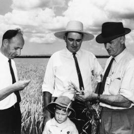 Inspecting grain, no location, no date