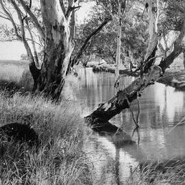 Creek in the Wambo district, no location, no date