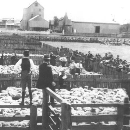Dalby Saleyards