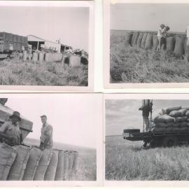 Grain harvest in the Dalby district, 1956