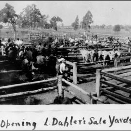First sale at Dahler's saleyards, Chinchilla, circa 1930s