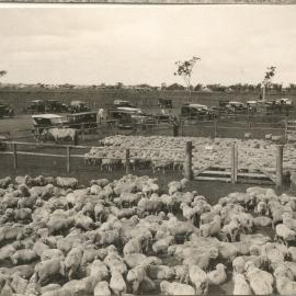 Sheep sale at Dalby, 1920