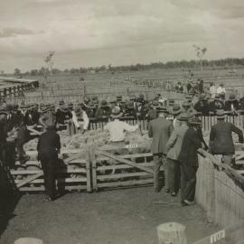 Sheep sale, Dalby, 1920