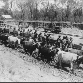 Bullock team at Drillham, 1920
