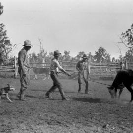Cattle work at Riverleigh, Chinchilla, 1932