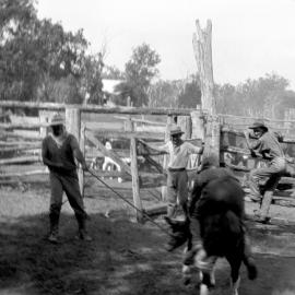 Mustering & branding before the sale at Riverleigh, Chinchilla, 1932