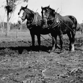 Jim Harling ploughing on Riverleigh, Chinchilla, circa 1910