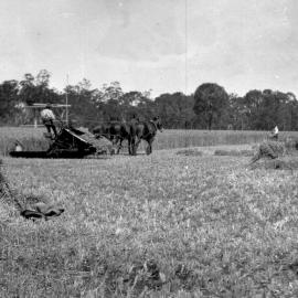 Haymaking at Riverleigh, Chinchilla, circa 1930