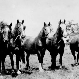 Clydesdales on Riverleigh, Chinchilla, circa 1930