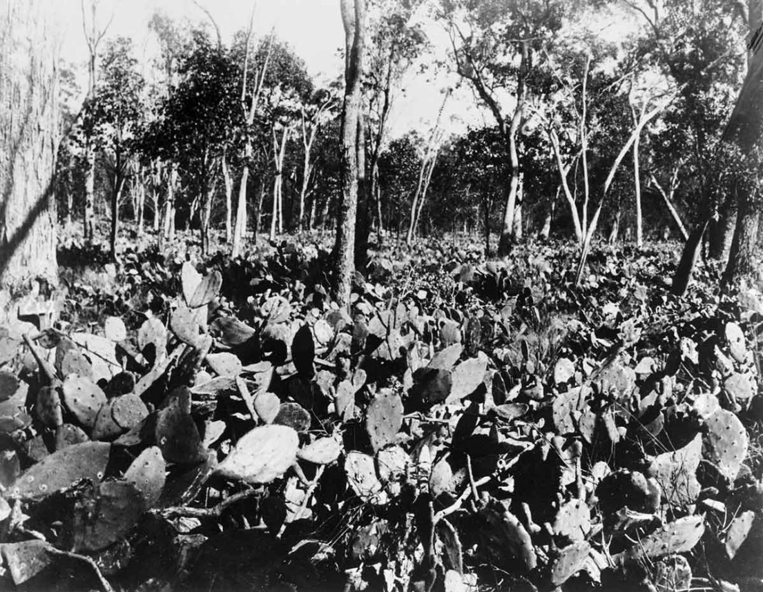 Prickly pear in the Chinchilla district, circa 1930s. 
National Archives of Australia A1200 L58278